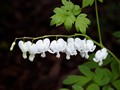 Dicentra spectabilis Alba IMG_2342 Serduszka okazałe